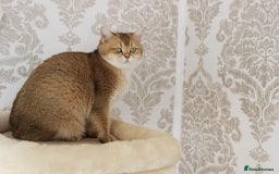 British Shorthair cats for sale: British Shorthair Kittens – Golden & Silver Shaded - Image 2