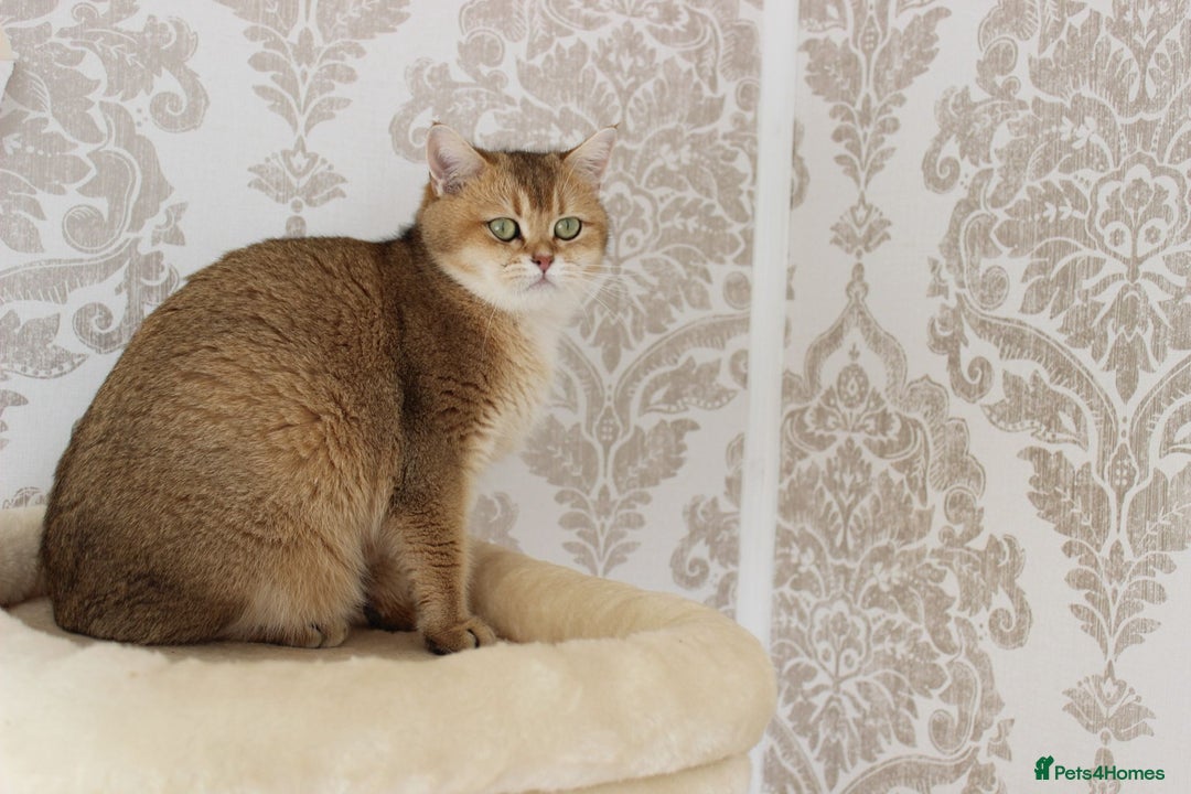 British Shorthair cats for sale: British Shorthair Kittens – Golden & Silver Shaded - Image 2