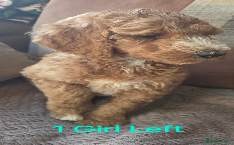 Irish Doodle dogs - Advert 3