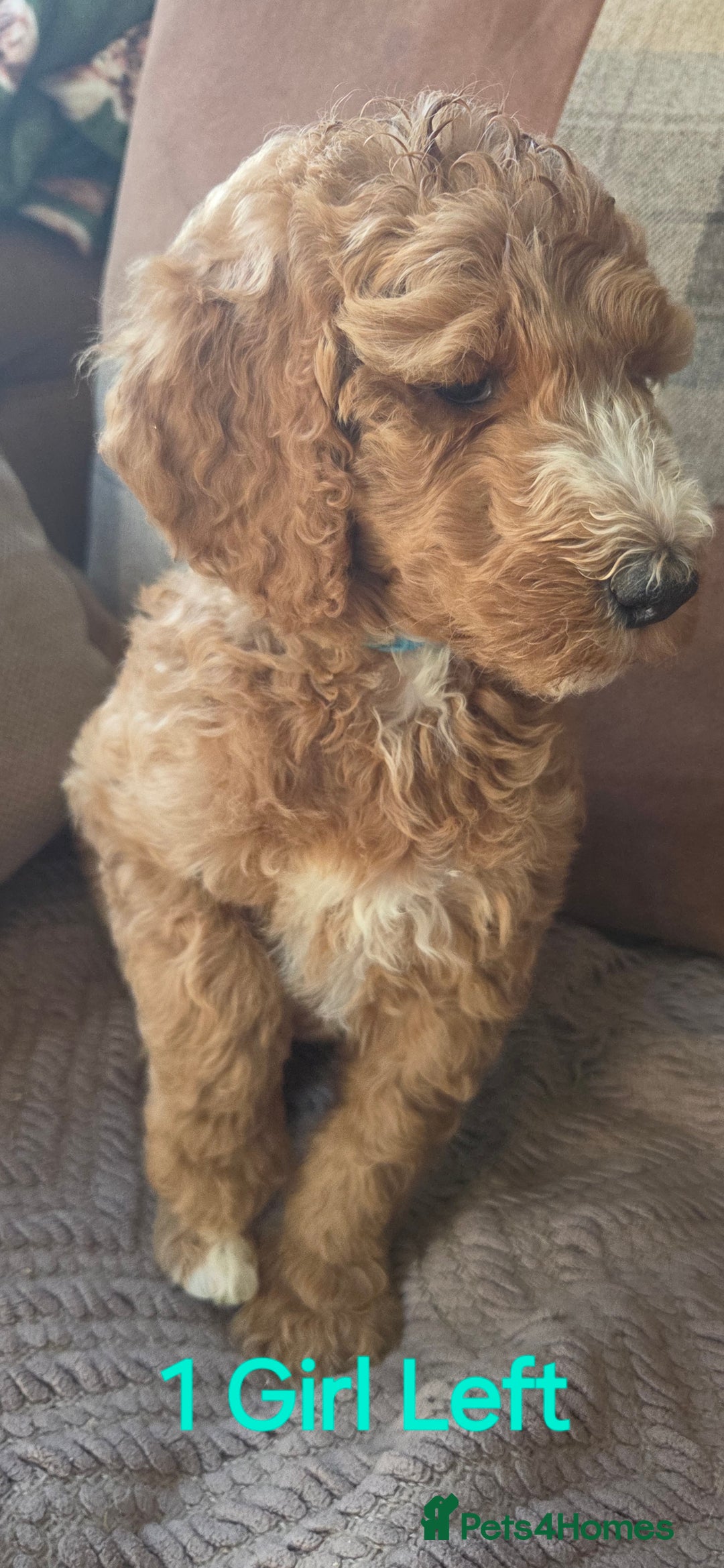 Irish Doodle dogs for sale: Irish Doodle Std 1 Girl Ready to go - Image 1