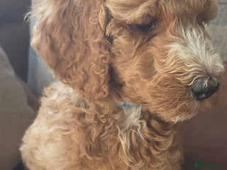 Irish Doodle dogs - Advert 14