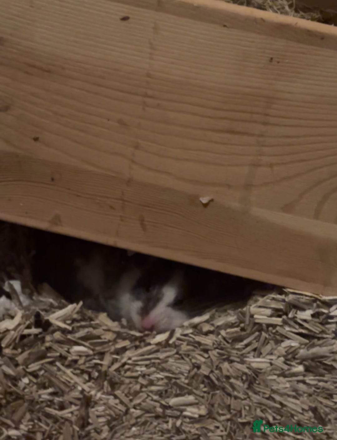 Hamster rodents for sale: Putting out feelers for Willow - Image 3