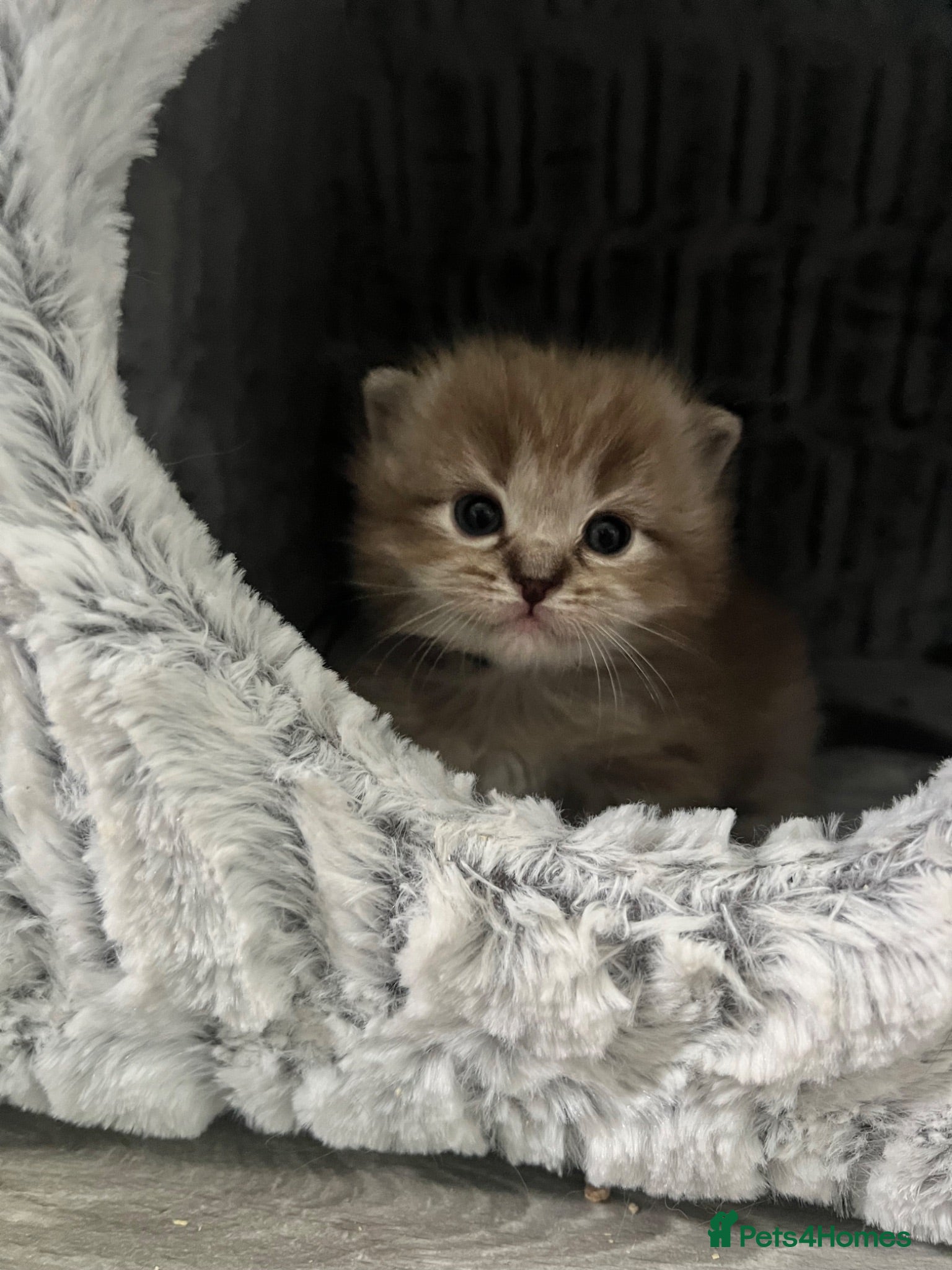 Ragdoll cats Registered Ragdoll Kittens for Sale - Advert 1