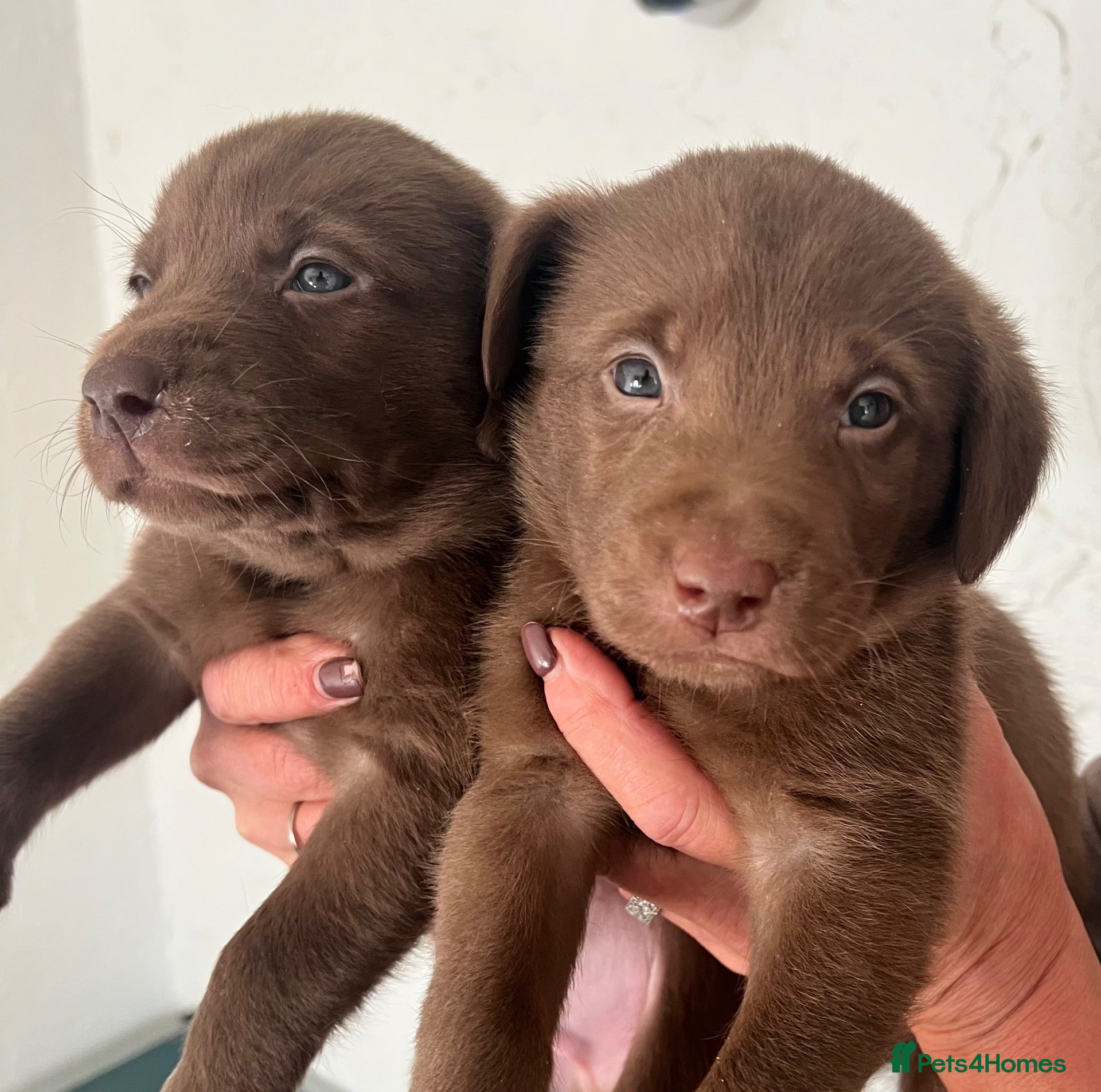 Labrador Retriever dogs KC CHOCOLATE LABRADOR PUPS HEALTH TESTED PARENTS - Advert 4