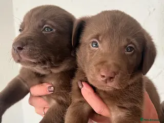 Labrador Retriever dogs KC CHOCOLATE LABRADOR PUPS HEALTH TESTED PARENTS - Advert 4