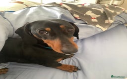Dachshund dogs for sale: Black and Tan mini dauchound  - Image 7
