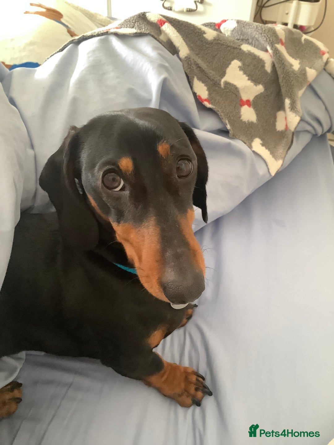 Dachshund dogs for sale: Black and Tan mini dauchound  - Image 7