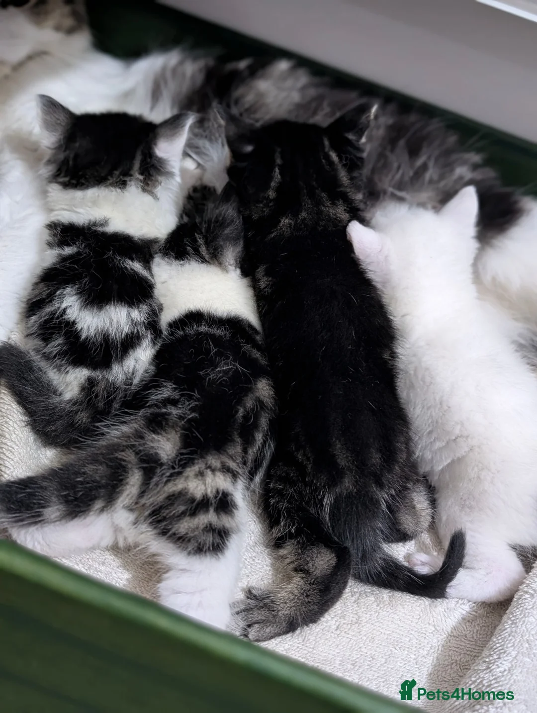 Mixed Breed cats for sale: Cute kittens - Advert 5