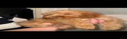 Cockapoo dogs for sale: the cockapoo sisters  - Advert 1