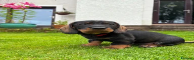 Dachshund 7
