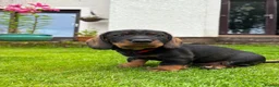 Dachshund dogs for sale: Wire haired dachshunds in Isle of Arran - Advert 10