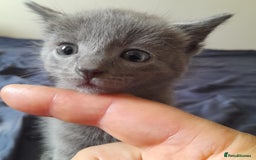 Bengal cats for sale: 6 Beautiful, Healthy Kittens - Image 9