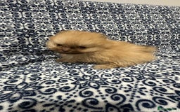 Pomeranian dogs for sale: Stunning littler of KC Pom puppies - Advert 30