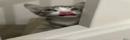 Mixed Breed cats for sale: Beautiful grey, white and tabby kittens for sale - Advert 8