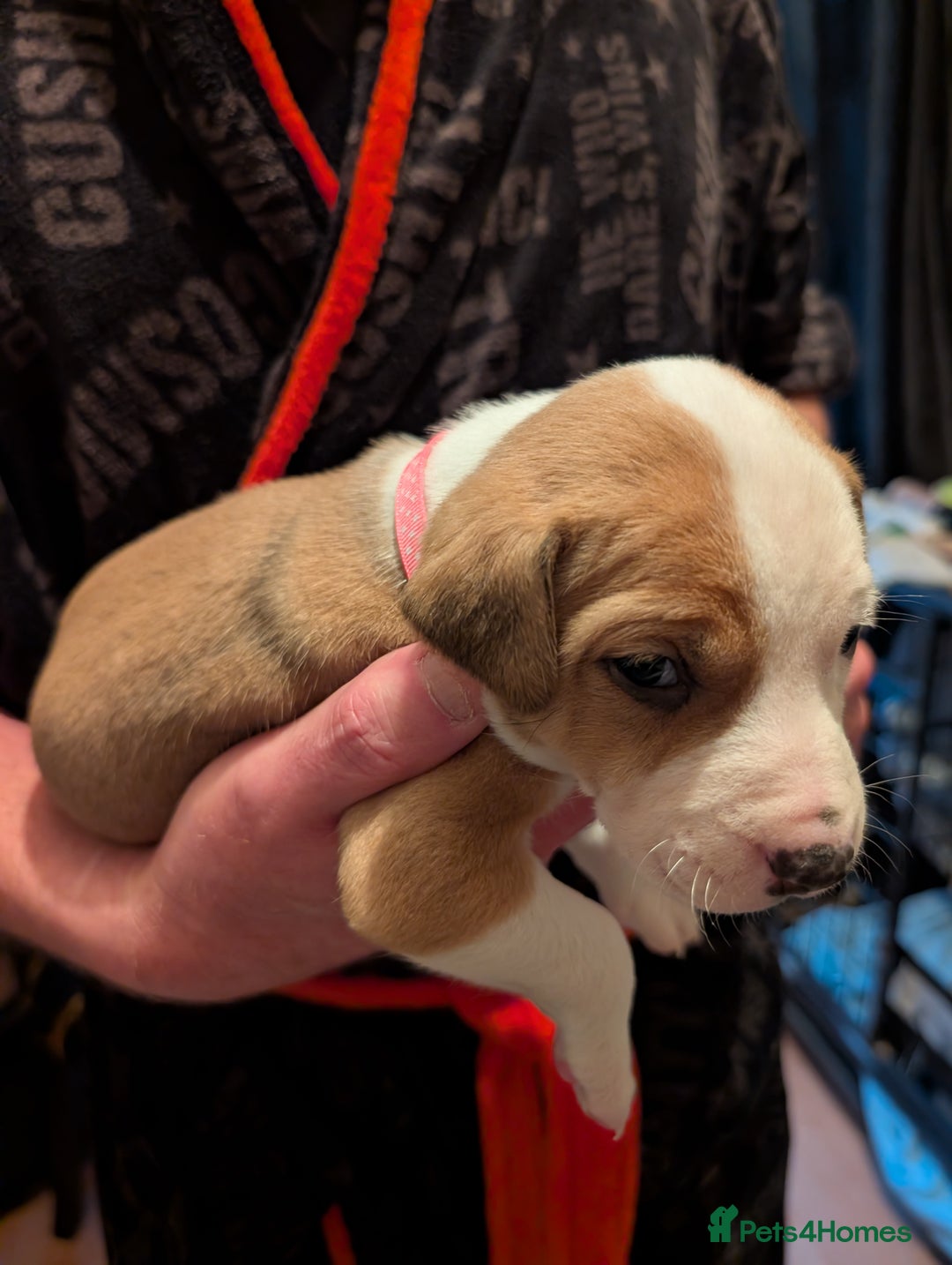 Mixed Breed dogs for sale: Staffy X pups  - Advert 22