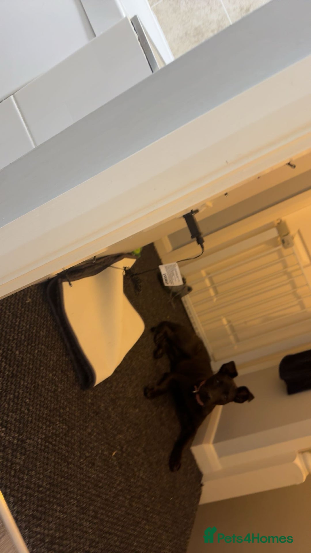 Mixed Breed dogs for sale: This is princess  - Advert 3