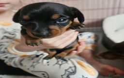 Miniature Dachshund dogs for sale: Beautiful daushounds puppys - Advert 3