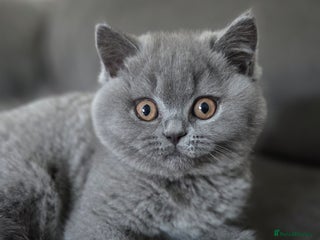 British Shorthair cats Gccf registered blue British shorthair boy left - Advert 6