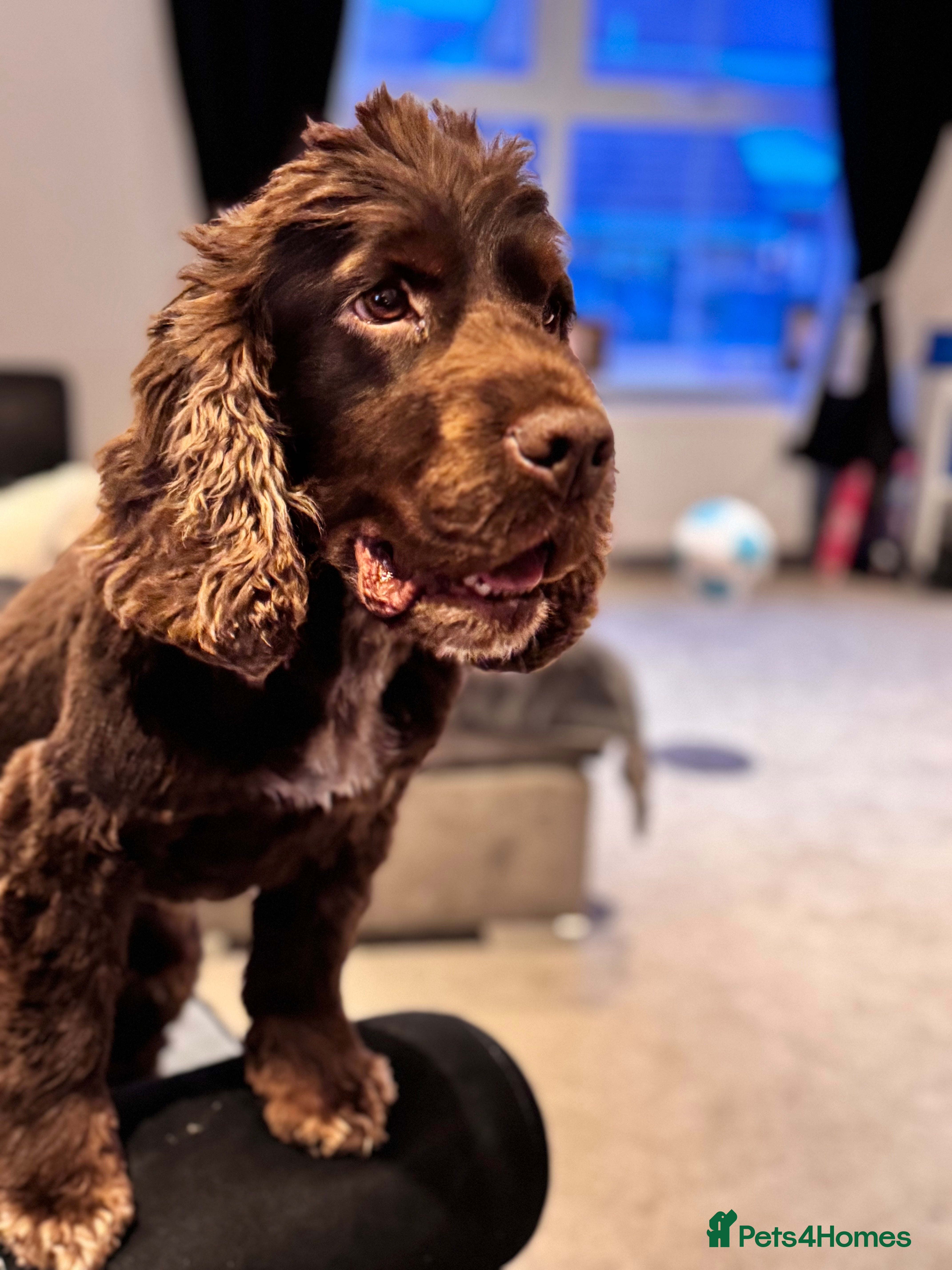 Cocker Spaniel dogs 5 year old show cocker - Advert 8