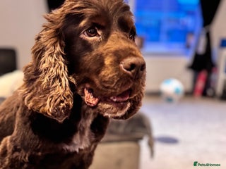 Cocker Spaniel dogs 5 year old show cocker - Advert 1