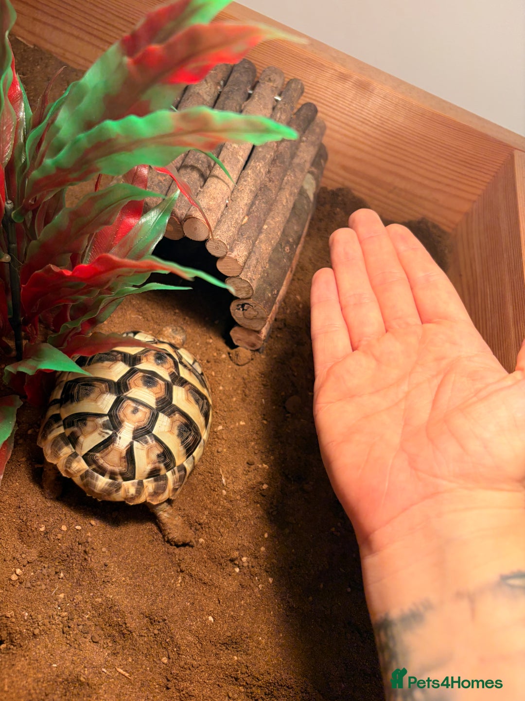 Hermann Tortoise reptiles for sale: Herman tortoise - Advert 1