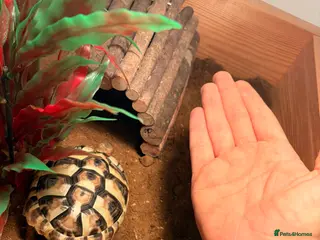 Hermann Tortoise reptiles Herman tortoise - Advert 15
