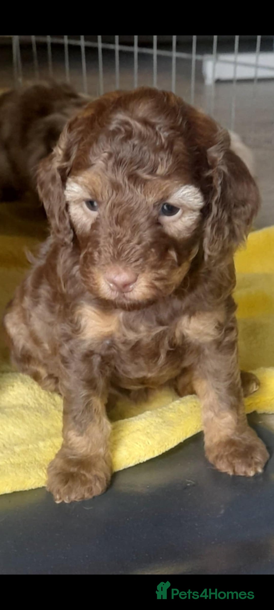 Cockapoo dogs for sale: F1b Cockapoo pups - Image 5