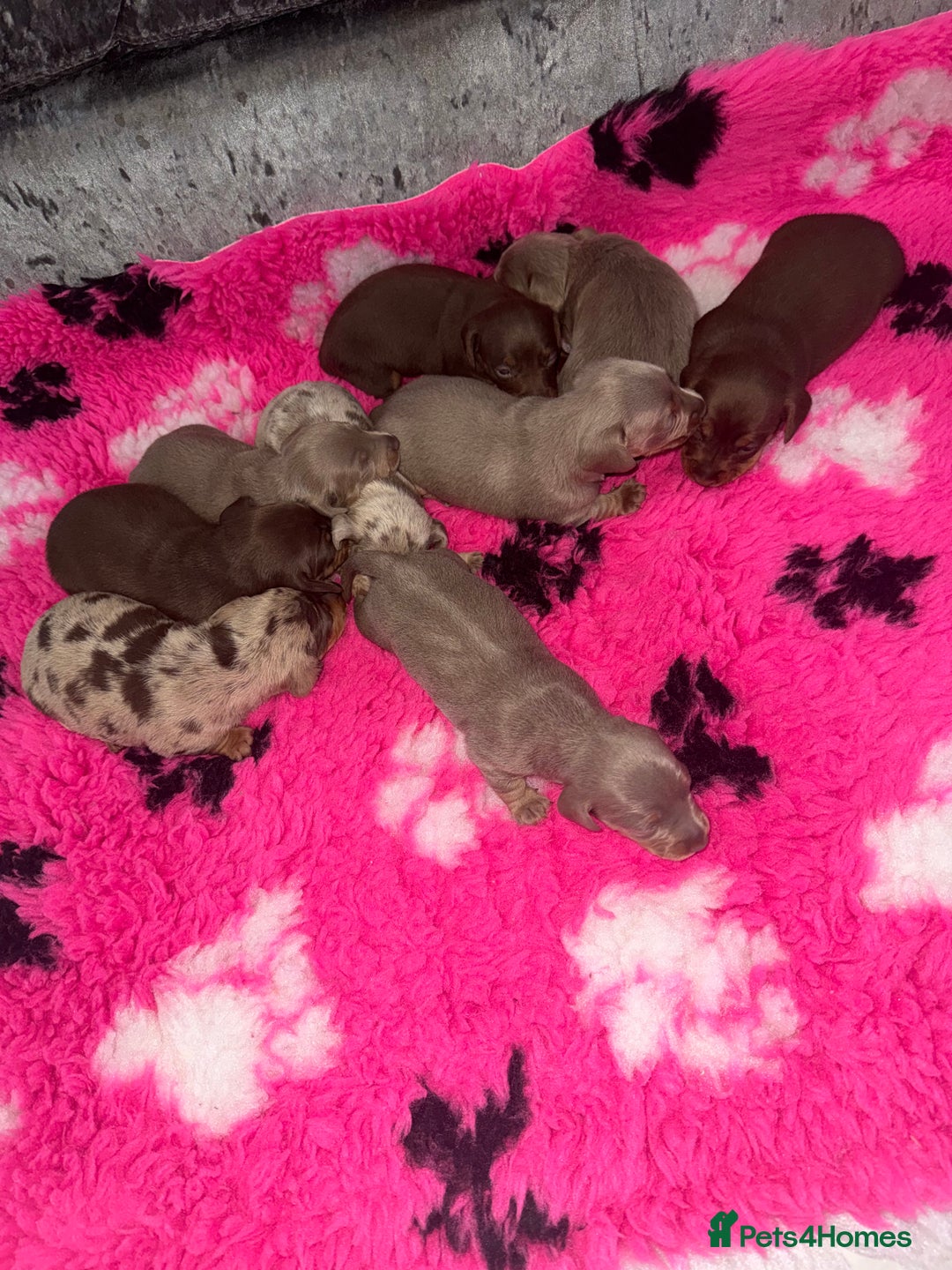 Miniature Dachshund dogs for sale: Outstanding True To Type Miniature Dachshunds - Advert 10