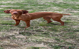 Hungarian Vizsla dogs for sale: KC Hungarian Vizsla Puppies for sale - Image 8