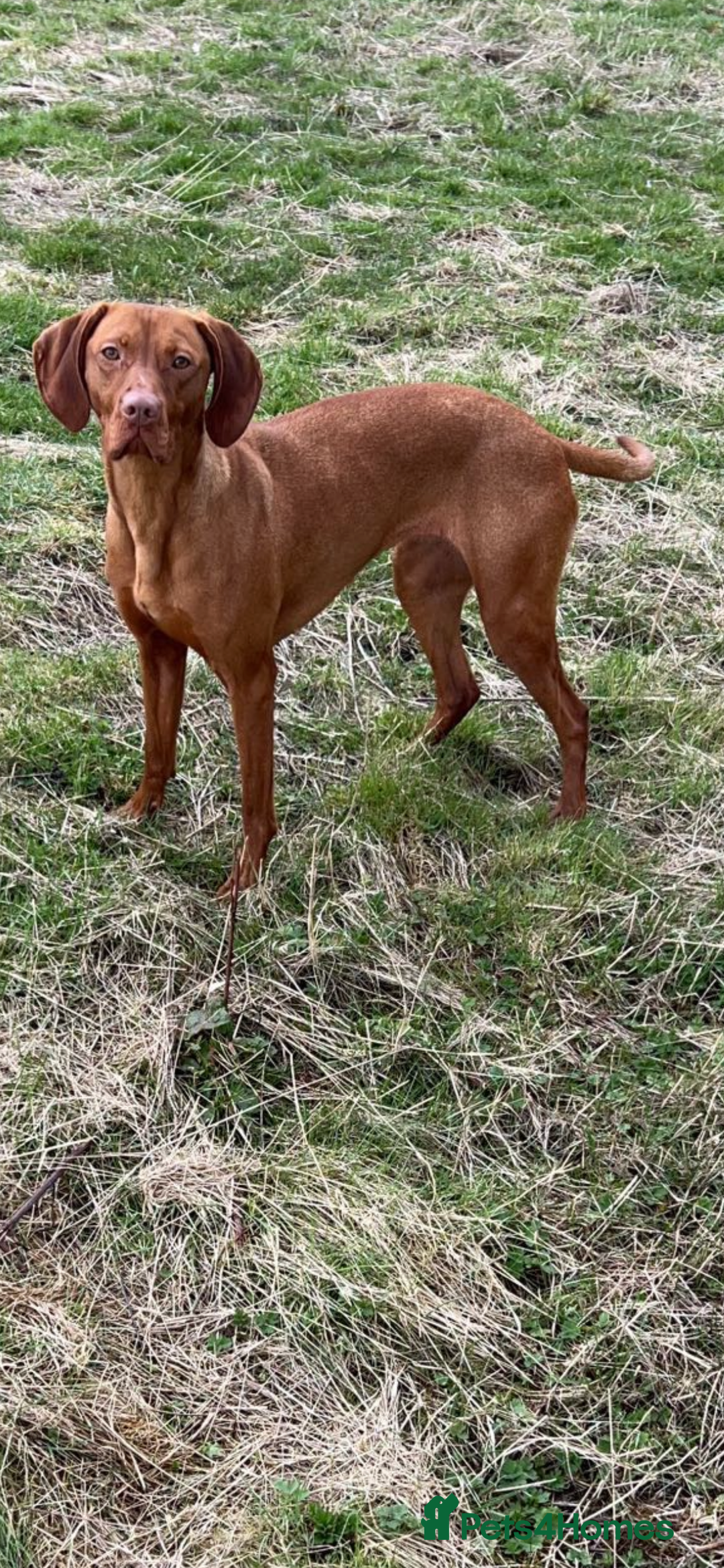 Hungarian Vizsla dogs for sale: KC Hungarian Vizsla Puppies for sale - Image 8
