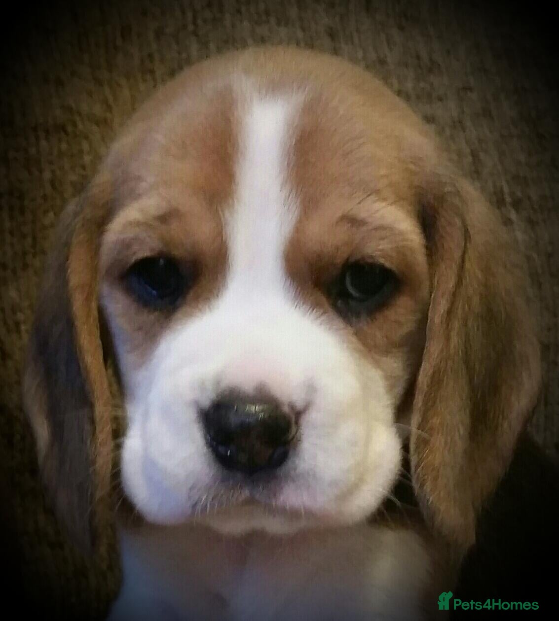 Beagle dogs 2 6TH Generation Beagles.  - Advert 2
