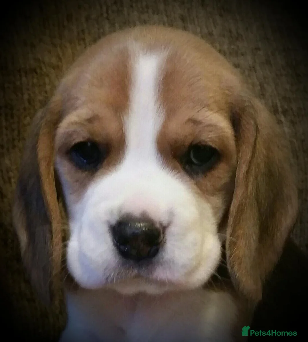 Beagle dogs for sale: 6TH Generation Beagles.  - Advert 2