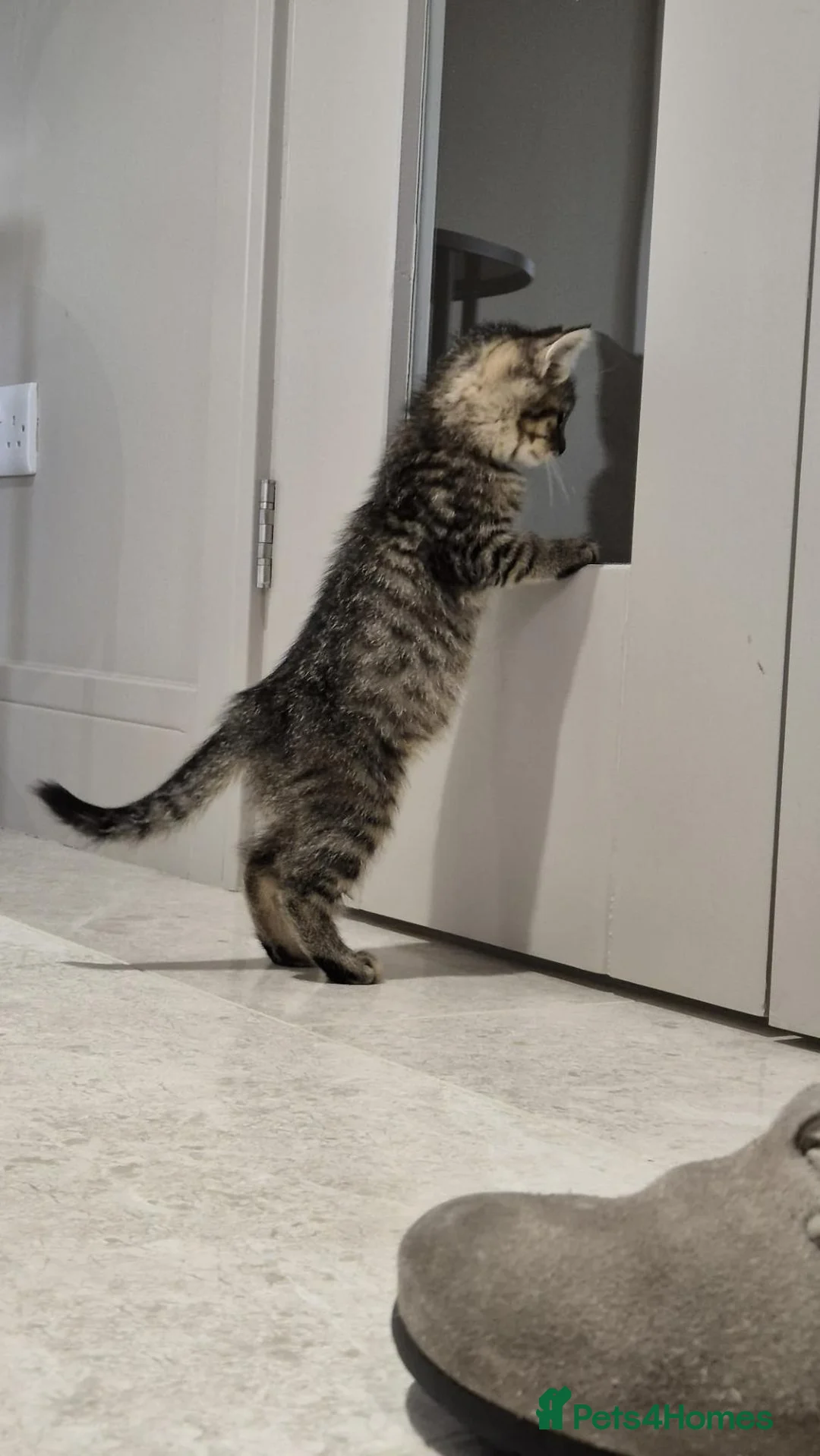 Mixed Breed cats for sale: Stunning British Shorthair cross kittens!😻🤎 - Advert 19