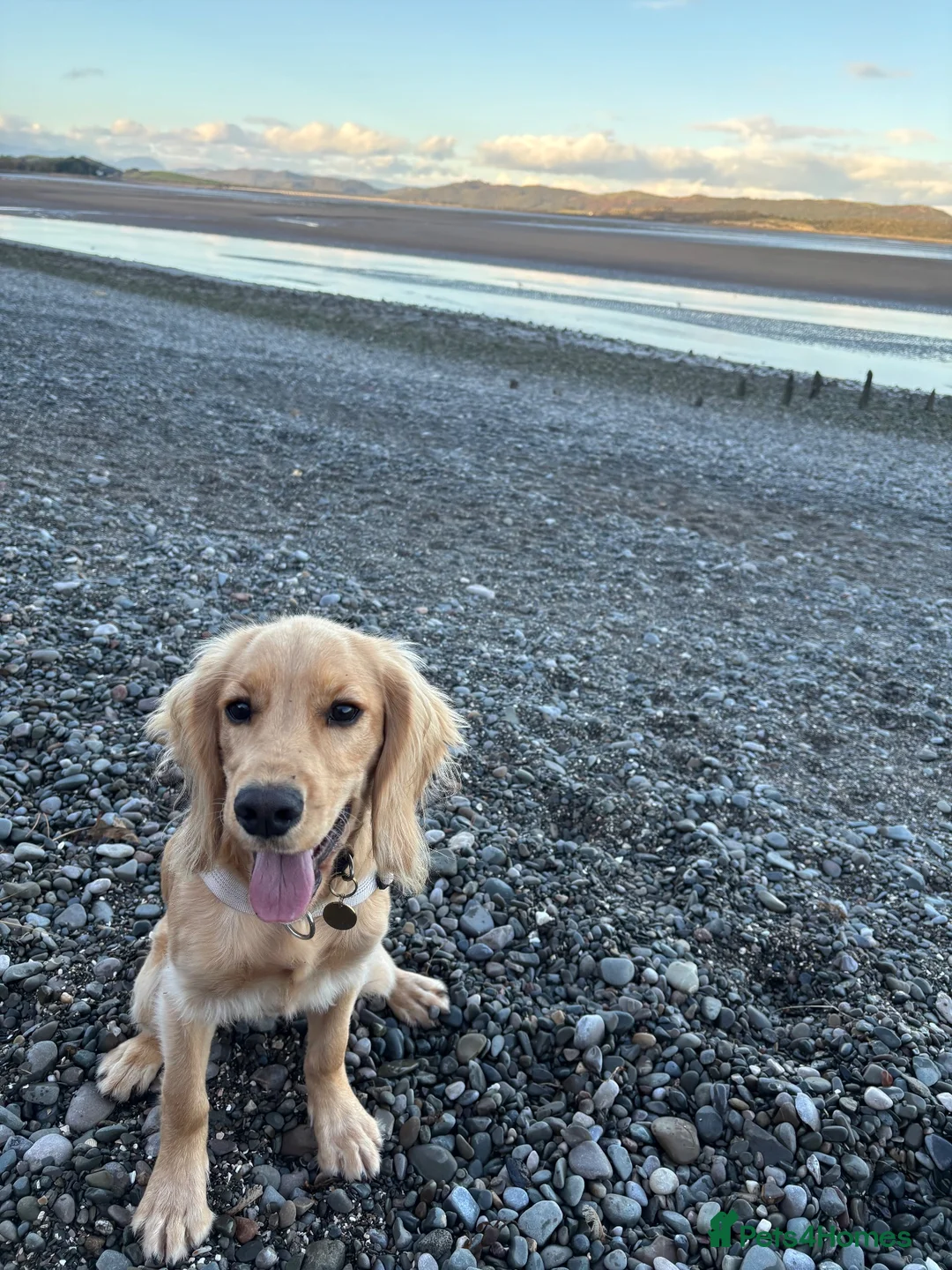 Cocker Spaniel dogs for sale: KC registered Pedigree Golden Male cocker Spaniel  - Advert 2