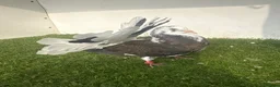 Pigeons birds for sale: Baby fantail pigeons  - Advert 5