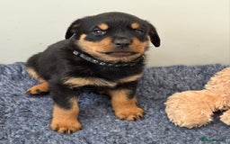 Rottweiler dogs for sale:  Long haired (fluffweilers ) last girl  - Image 13