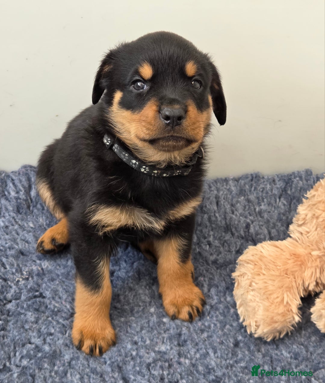 Rottweiler dogs for sale:  Long haired (fluffweilers ) last girl  - Image 13