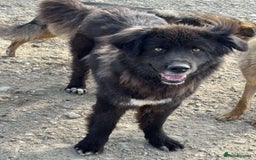 Mixed Breed dogs for adoption: 💝🐾💝🐾INTRODUCING STUNNING YOUNG GEORGIA💝🐾💝🐾 - Image 1