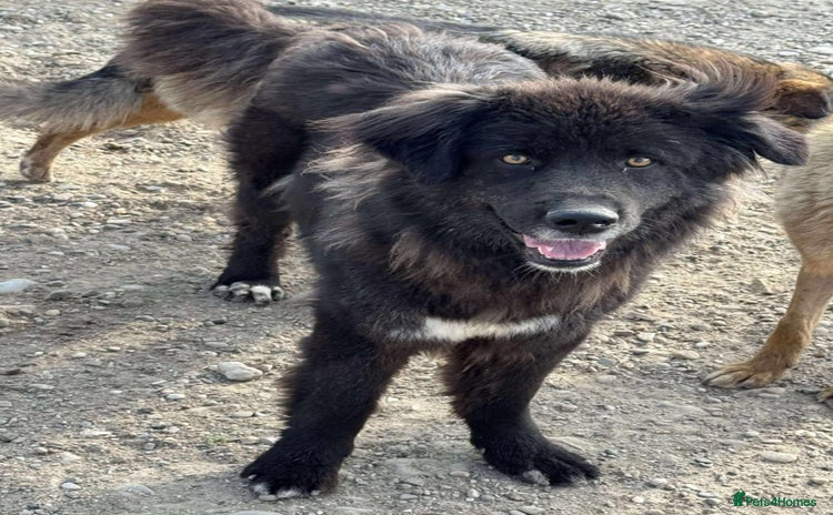 Mixed Breed dogs - Advert 16