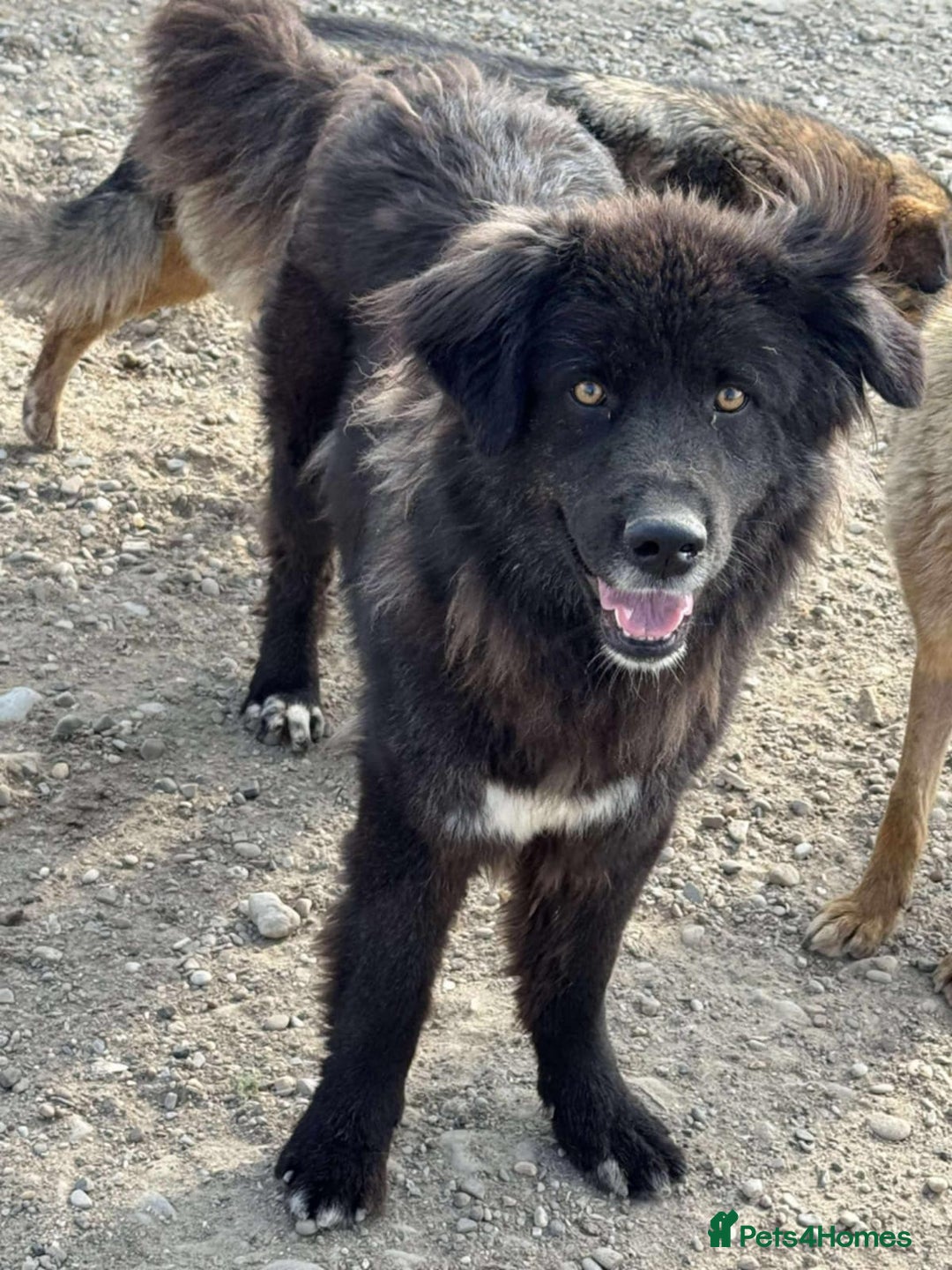 Mixed Breed dogs for adoption: 💝🐾💝🐾INTRODUCING STUNNING YOUNG GEORGIA💝🐾💝🐾 - Image 1