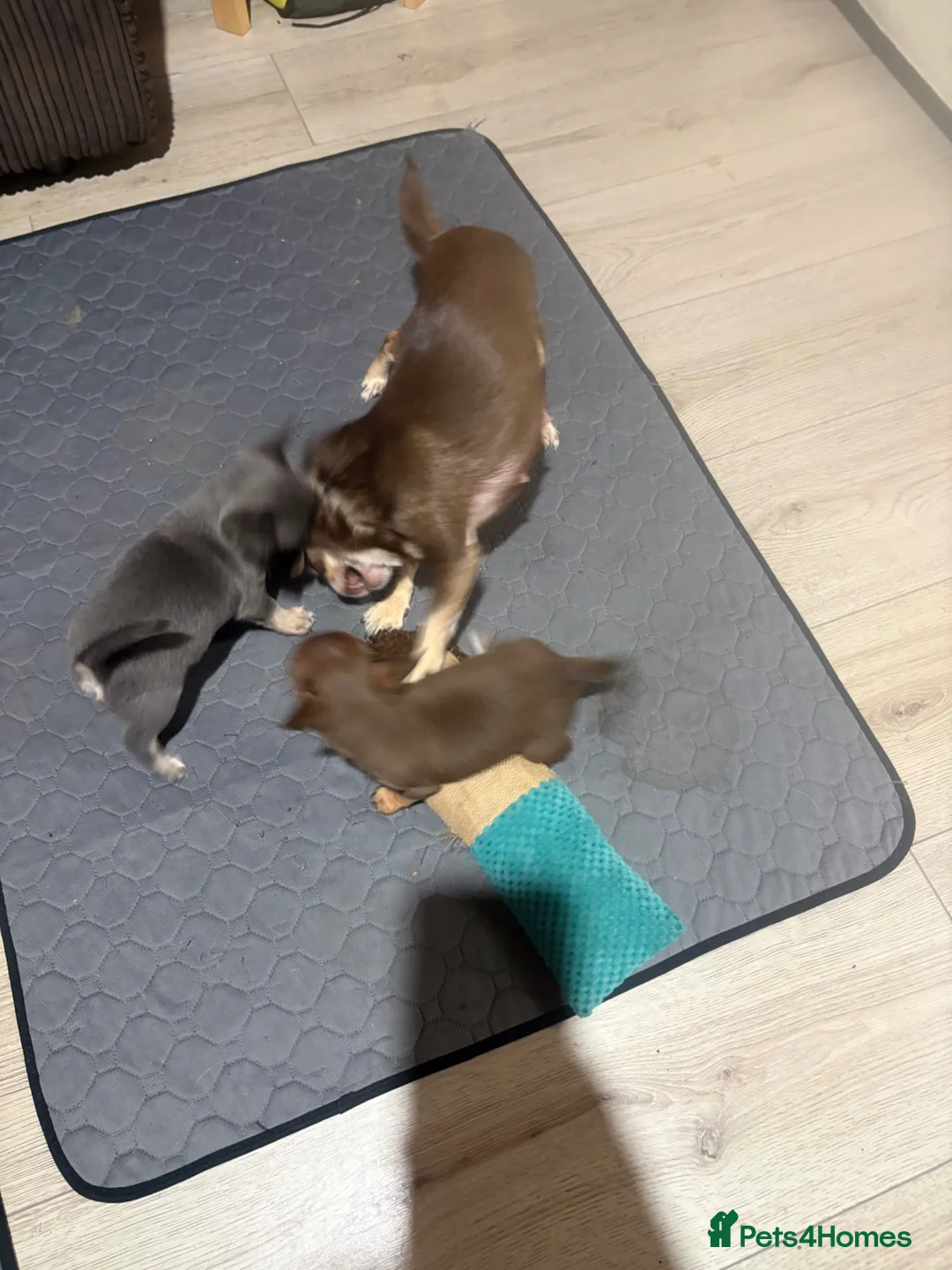 Chihuahua dogs for sale: Chihuahua puppies  - Advert 6