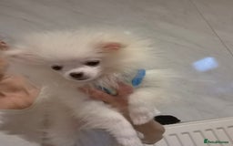 Pomeranian dogs for sale: 💝💝High-quality Korea/Russia Beautiful boys💝💝 - Image 19