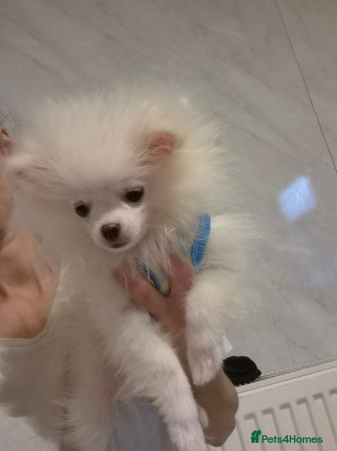Pomeranian dogs for sale: 💝💝High-quality Korea/Russia Beautiful boys💝💝 - Image 19