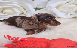 Dachshund dogs for sale: READY NOW LAST PUPPY  miniature dachshund puppies in Ilminster - Image 8
