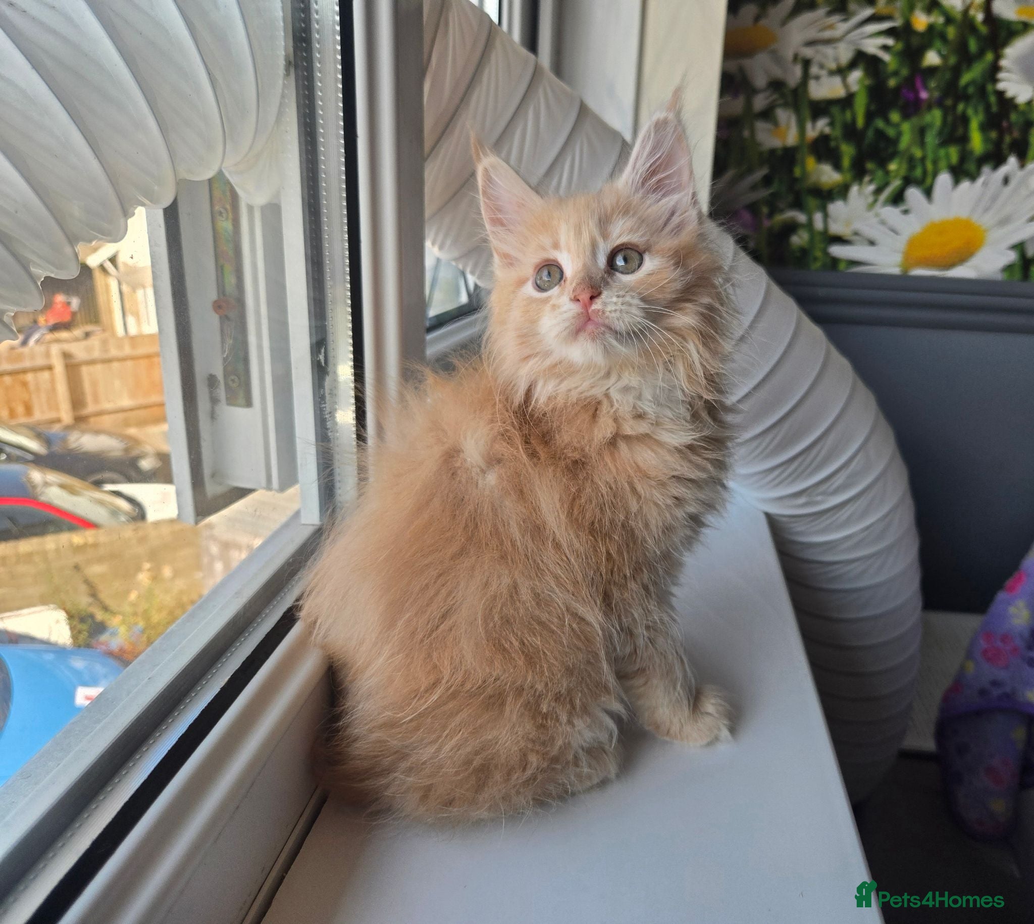 Maine Coon cats Stunning TICA Maine Coon kittens - Advert 1