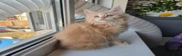 Maine Coon cats for sale: Stunning TICA Maine Coon kittens - Advert 2