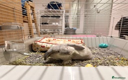 English Lop rabbits for sale: Cute Lop for sale - Image 5