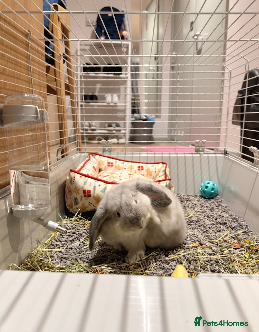 English Lop rabbits for sale: Cute Lop for sale - Image 5