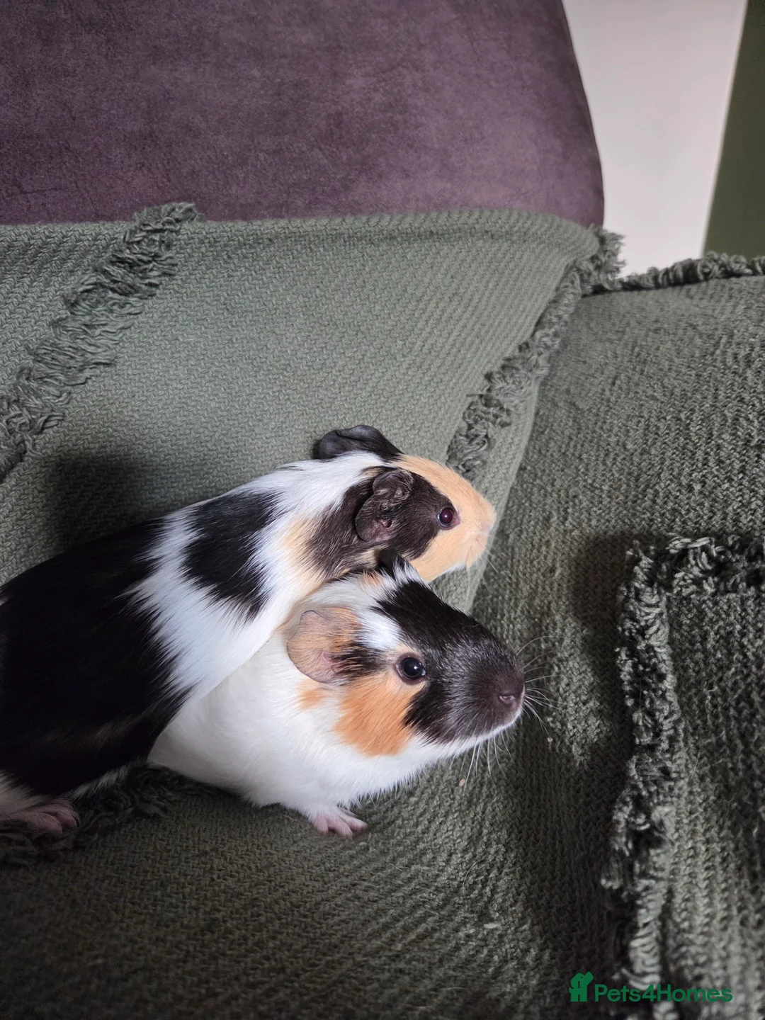 Guinea Pig rodents for sale: Gorgeous bonded brothers - Advert 6