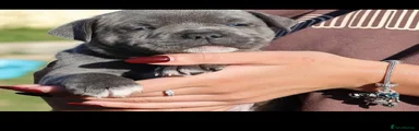 Staffordshire Bull Terrier 4